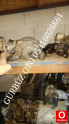 Peugeot 407 turbo
GÜRBÜZ OTO 05316026861