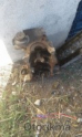 Opel tigra boş blok