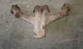 Oto Çıkma Parça / Egzoz / Egzoz Manifoldu / Fiat / Tempra / Çıkma Parça 
