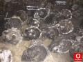 Oto Çıkma Parça / Şanzıman & Vites / Şanzıman Komple / Opel / Agila / Çıkma Parça 