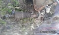 Oto Çıkma Parça / Alt Takım & Direksiyon / Aks / Rover / 216 / Çıkma Parça 