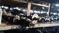 Oto Çıkma Parça / Motor / Krank / Toyota / Corolla / Çıkma Parça 