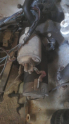 OPEL CORSA B MARŞ MİNAMOSU ÇIKMA ORJİNAL