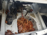 Bmw 520 F10 Bagaj Havuz Sacı Hatasız Orjinal Çıkma