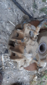 PEUGEOT 406 ÇIKMA SAĞ ÖN KALİPER