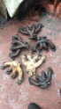 Opel corsa astra vectra meriva zafira egzoz Manifold