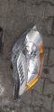 FORD KUGA SAĞ ÖN FAR MERCEKLİ ÇIKMA ORİJİNAL 2008-12