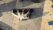 Opel combo 1,7 manifolt