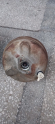 Renault 9 11 Flash westinghouse