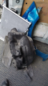 FORD KUGA SOL ARKA ÇAMURLUK DAVLUMBAZI LJ6B S278B51 BC