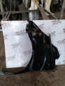 Hyundai H1 sol ön çamurluk 2009-2012