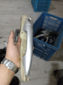 Oto Çıkma Parça / Kaporta & Karoser / Kapı Çıtası / Hyundai / Accent / Çıkma Parça 