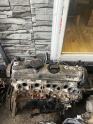 VW TRANSPORTER T4 2.5 ÇIKMA ORJİNAL KOMPLE MOTOR