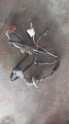 Oto Çıkma Parça / Elektrik / Elektrik Tesisatı / Renault / Clio / Çıkma Parça 