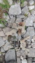 Mazda 323 family dizel motor takozlari braket yedek parça