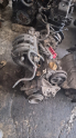 Oto Çıkma Parça / Motor / Motor Komple / Fiat / Egea / Çıkma Parça 