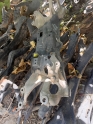 Honda civic travest