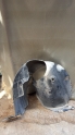 MERCEDES W639 VİTO SAĞ ÖN ÇAMURLUK DAVLUMBAZI