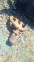 Chery taxim egzoz manifold 1.5