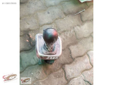FİAT EGEA OTOMATİK VİTES TOPUZU ORİJİNAL ÇIKMA