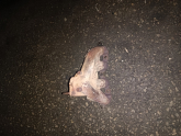 toyota corolla 111 kasa egzoz manifold 1.6