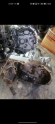 Renault 9 spring şanzıman çıkma temiz
