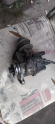 Oto Çıkma Parça / Ateşleme & Yakıt / Distribütör / Mazda / 323 / Çıkma Parça 