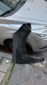 RENAULT CLİO 5 SAĞ ÇAMURLUK SIFIR İTHAL