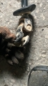 Oto Çıkma Parça / Alt Takım & Direksiyon / Direksiyon Mili / Renault / R 11 / Çıkma Parça 