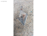 Oto Çıkma Parça / Şanzıman & Vites / Şanzıman Komple / Renault / Scenic / Çıkma Parça 