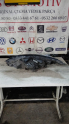 Oto Çıkma Parça / Elektrik / Far / Opel / Astra / Çıkma Parça 