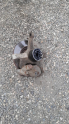 Mazda 323 sağ ön taşıyıcı