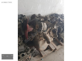 Oto Çıkma Parça / Elektrik / El Freni Motoru / BMW / 3 Serisi / Çıkma Parça 