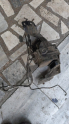 Oto Çıkma Parça / Ford / Mondeo / Elektrik / ABS Beyni / Çıkma Parça 
