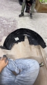 9823308480  Sağ Arka Çamurluk Davlunbazı P208