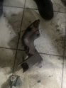 Peugeot 206 motor bağlantı ayağı