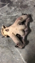 Renault express egzoz manifold