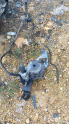 OPEL COMBO 1.5 DİZEL MAZOT FİLTRE KABI KOMPLE 9816182880.OTO ERK