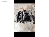 DACİA LOGAN 1.4 EMME MANİFOLDU 8200084515
