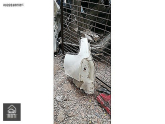 Oto Çıkma Parça / Kaporta & Karoser / Çamurluk / Fiat / Palio / Çıkma Parça 