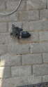 MİTSUBİSHİ  L300 CAM SİLGİ MOTORU