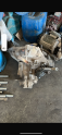 Oto Çıkma Parça / Motor / Emme Manifoldu / Alfa Romeo / Giulietta / Çıkma Parça 