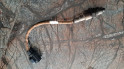 Oto Çıkma Parça / Elektrik / Oksijen Sensörü / Land Rover / Defender / Çıkma Parça 