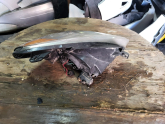 Oto Çıkma Parça / Elektrik / Far / Hyundai / Accent / Çıkma Parça 