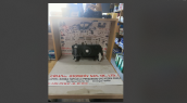 Oto Çıkma Parça / Elektrik / Far / Mitsubishi / L300 / Sıfır Parça 