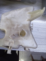 TOYOTA COROLLA E14 15 CAM SU BİDONU ORJ 8535002120