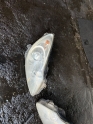 OPEL CORSA D SAĞ FAR