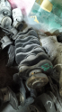 Fiat Multijet Albea Euro 4 Krank