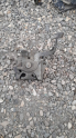 Mazda 323 kaput kilidi