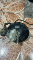 Nissan Micra Westinghouse